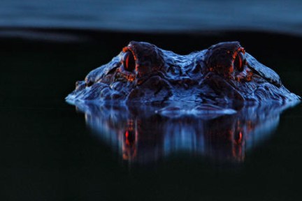 night time alligator spotlight