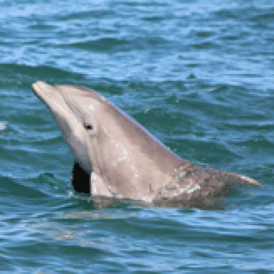 dolphin